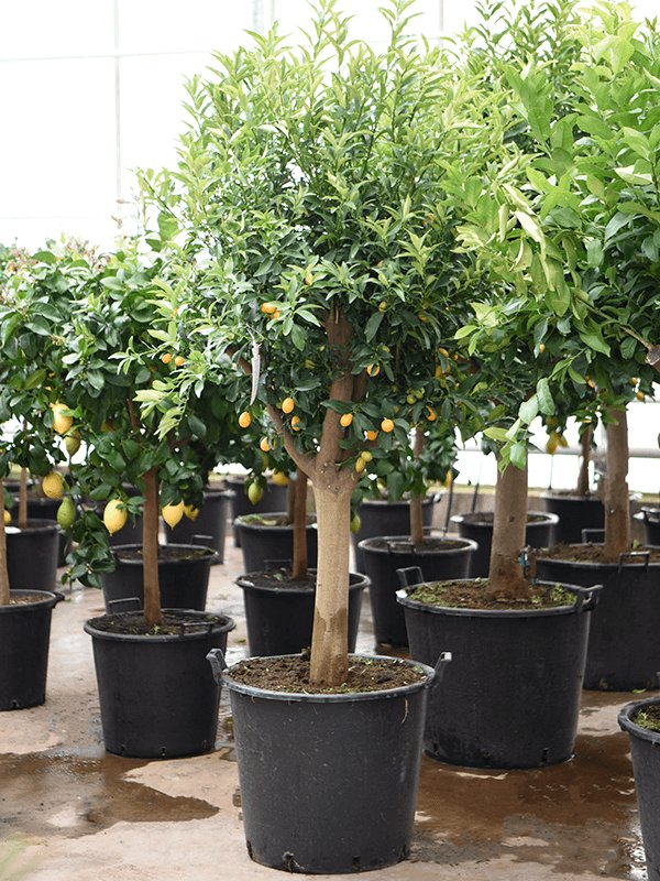 Cheerful Citrus (Citrofortunella) kumquat Tall Indoor House Plants Trees