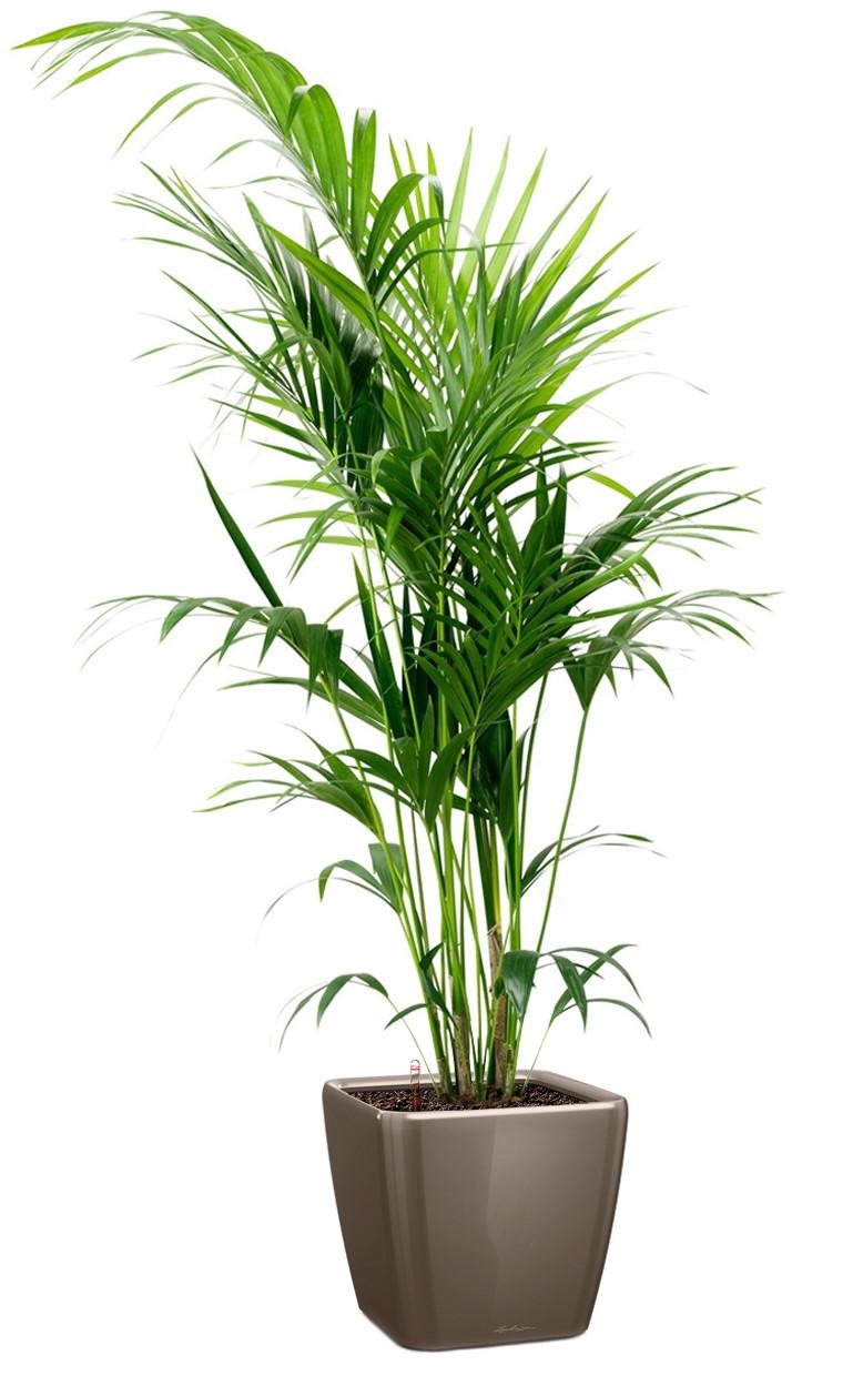 Howea Forsteriana in LECHUZA QUADRO LS Self-watering Planter, Total Height 160 cm
