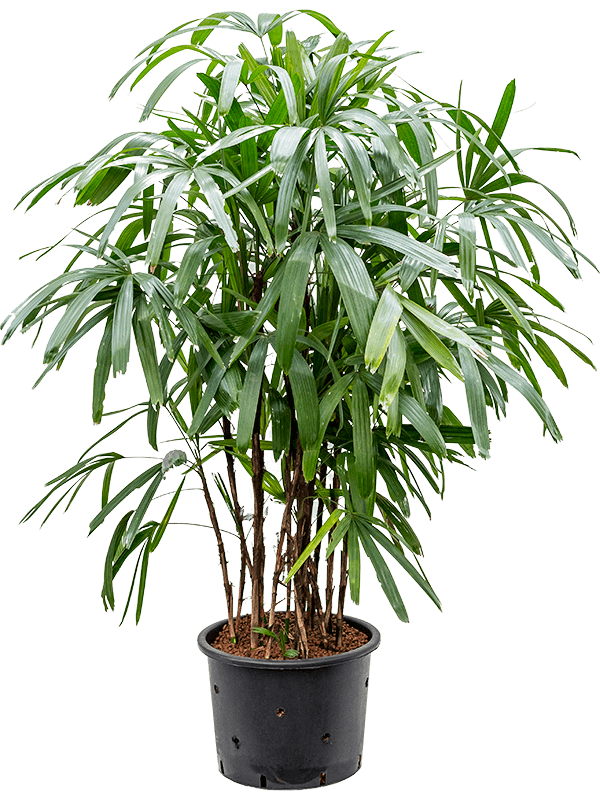 Tropical Lady Palm Rhapis excelsa Indoor House Plants