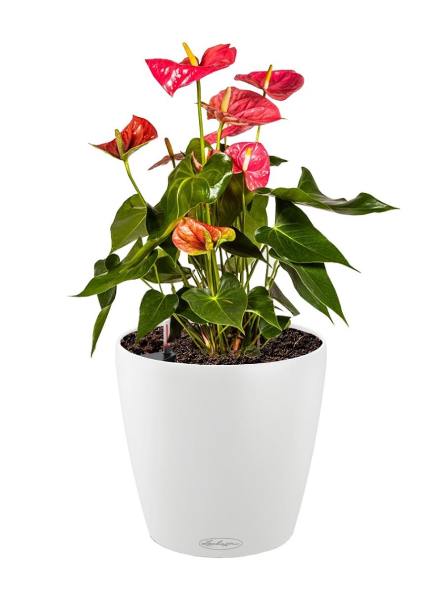 Blooming Anthurium Andraeanum in LECHUZA CLASSICO Color Self-watering Planter, Total Height 45 cm