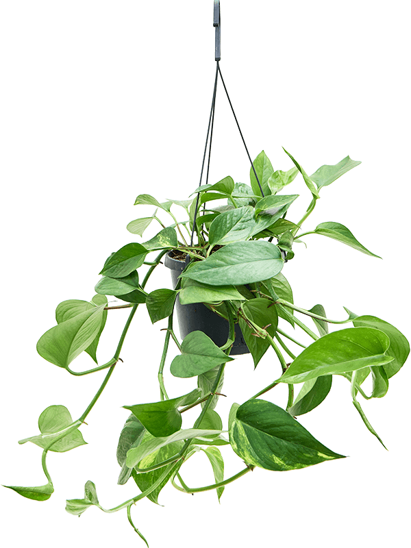 Shade-loving Pothos Scindapsus (Epipremnum) 'Aureum' Indoor House Plants