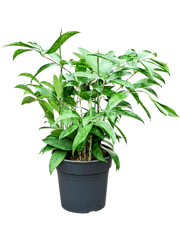 Easy-Care Spotted Gold Dust Dracaena surculosa (140-170) Indoor House Plants