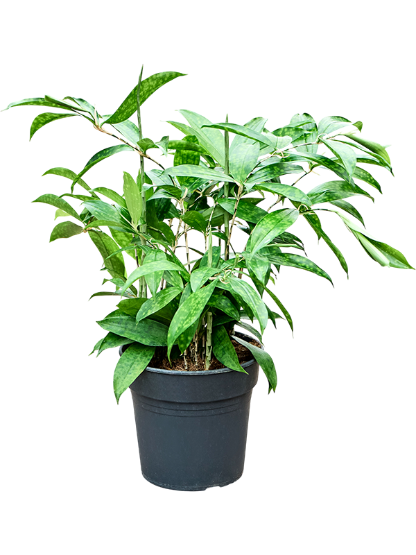 Easy-Care Spotted Gold Dust Dracaena surculosa (140-170) Indoor House Plants