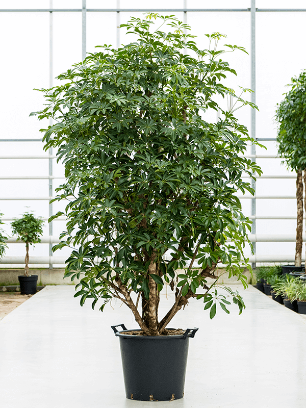 Easy-Care Umbrella Tree Schefflera arboricola 'Compacta' Tall Indoor House Plants Trees