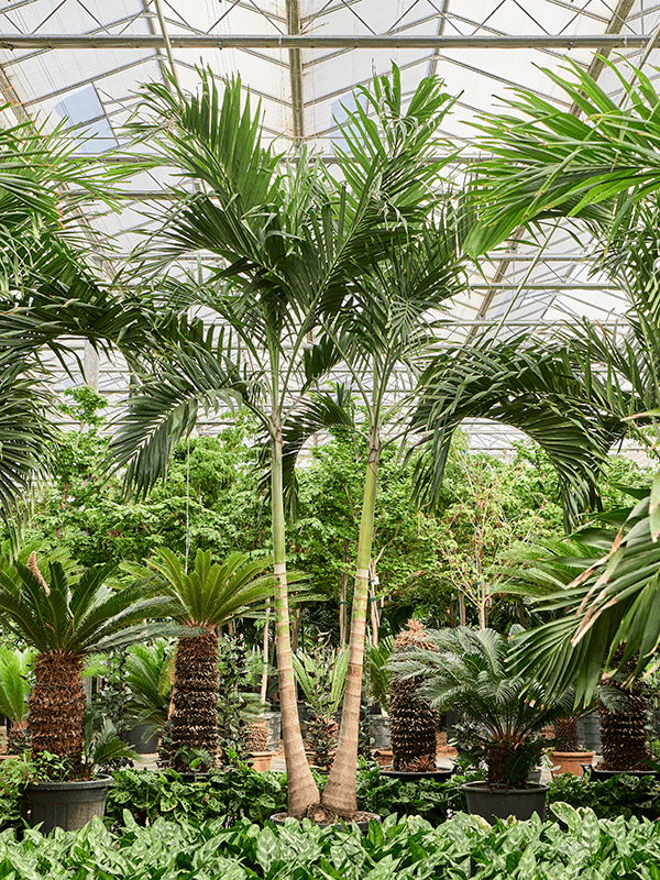 Lush Manila Palm Veitchia (Adonidia) merrillii (575-650) Indoor House Plants