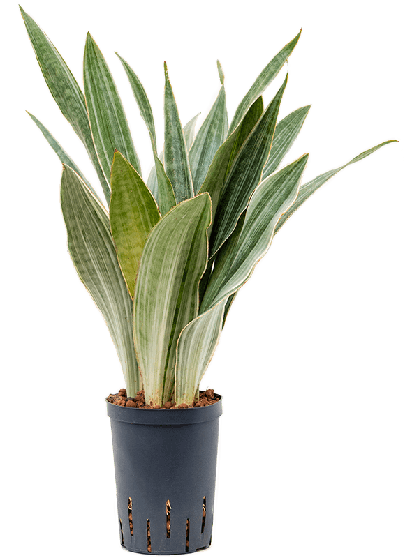 Easy-Care Snake Plant Sansevieria trifasciata 'Metallica' Indoor House Plants
