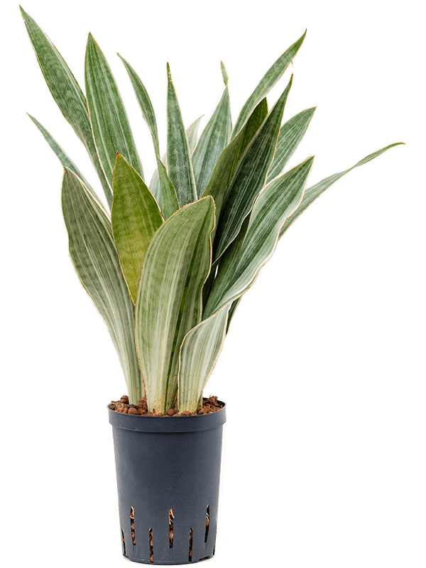 Easy-Care Snake Plant Sansevieria trifasciata 'Metallica' Indoor House Plants