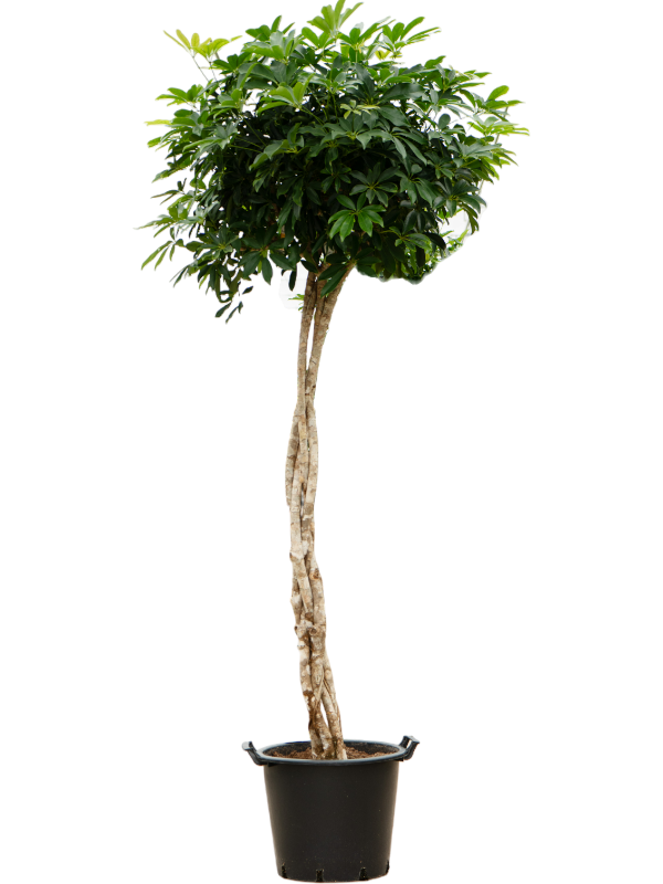 Easy-Care Umbrella Tree Schefflera arboricola 'Compacta' Tall Indoor House Plants Trees