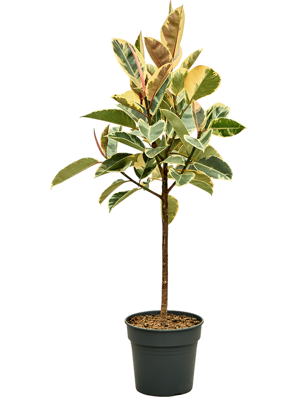 Lush Rubber Plant Ficus elastica 'Tineke' Indoor House Plants