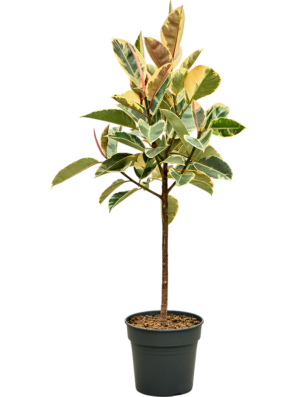 Lush Rubber Plant Ficus elastica 'Tineke' Indoor House Plants