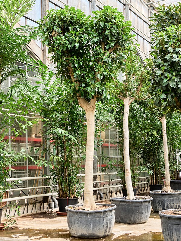Lush Fig Tree Ficus rubiginosa 'Australis' Tall Indoor House Plants Trees
