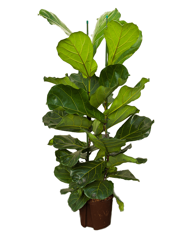 Lush Fiddle Leaf Fig Ficus lyrata Indoor House Plants