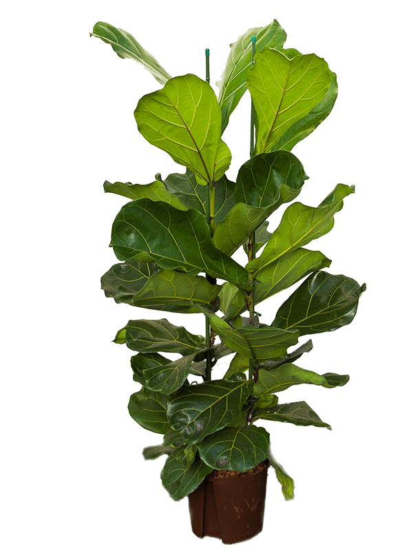Lush Fiddle Leaf Fig Ficus lyrata Indoor House Plants