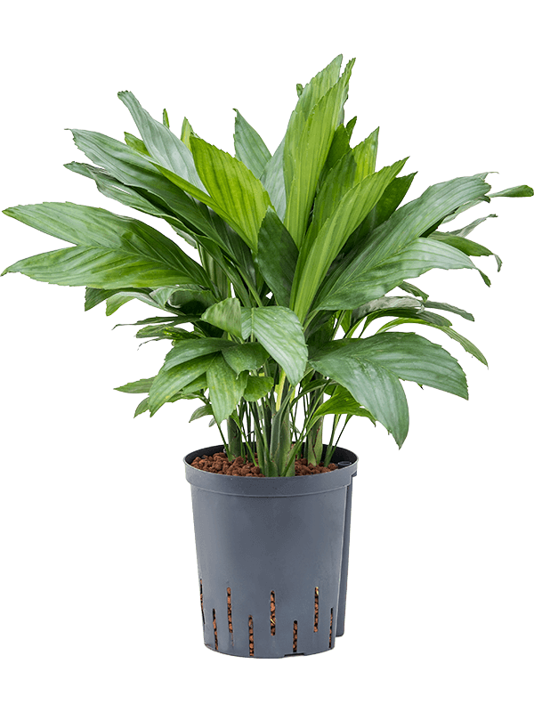 Lush Parlour Palm Chamaedorea metallica Indoor House Plants