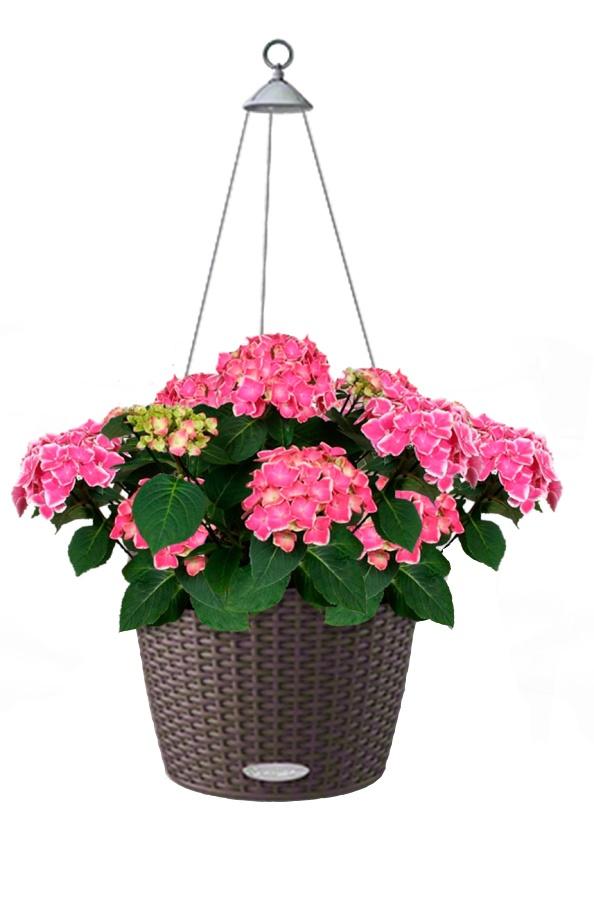 Blooming Hydrangea in LECHUZA NIDO Cottage Self-watering Hanging Planter, Total Height 80 cm