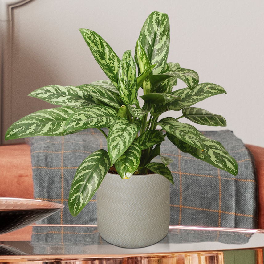 IDEALIST Lite Plaited Style Table and Hanging Cylinder Round Plant Pot Dual Use Indoor Planter