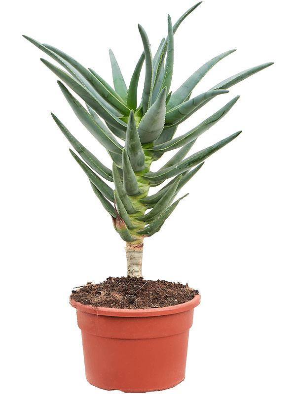 Easy-Care Quiver Tree Aloe dichotoma (100-120) Tall Indoor House Plants Trees