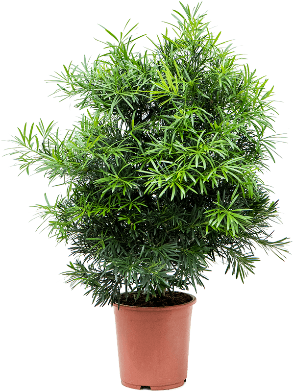 Lush Kusamaki Podocarpus macrophyllus Indoor House Plants