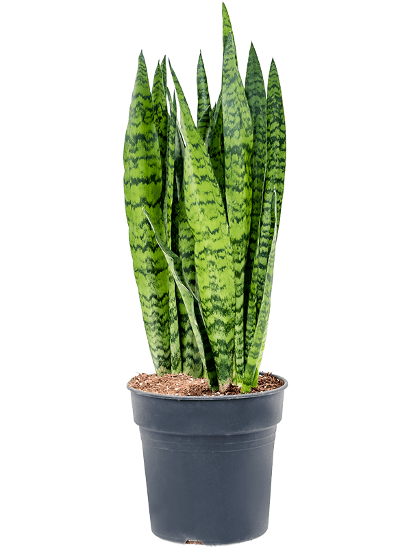Elegant Snake Plant Sansevieria zeylanica Indoor House Plants