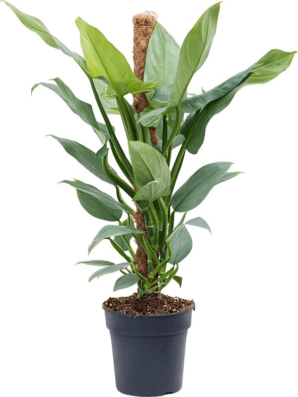 Lush Heart-Leaf Philodendron ‘Silver Queen’ Indoor House Plants