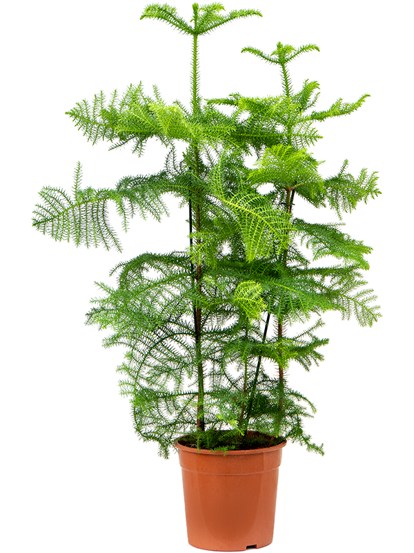 Norfolk Island Pine Araucaria heterophylla