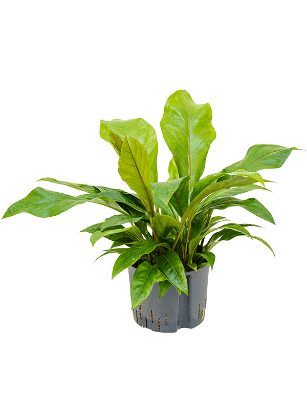 Lush Flamingo Flower Anthurium elipticum 'Jungle Bush' Indoor House Plants