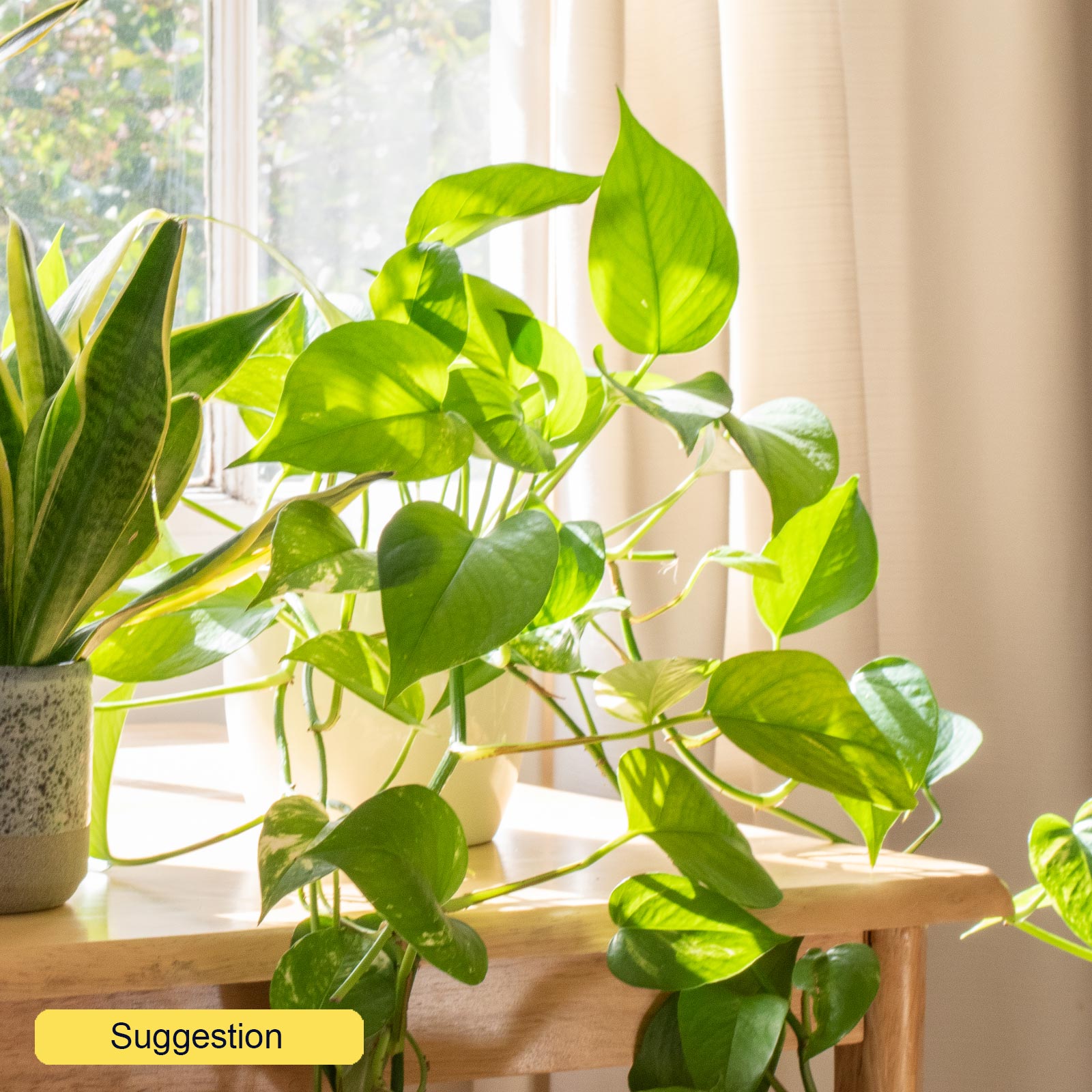 Lush Heart-Leaf Philodendron scandens Indoor House Plants