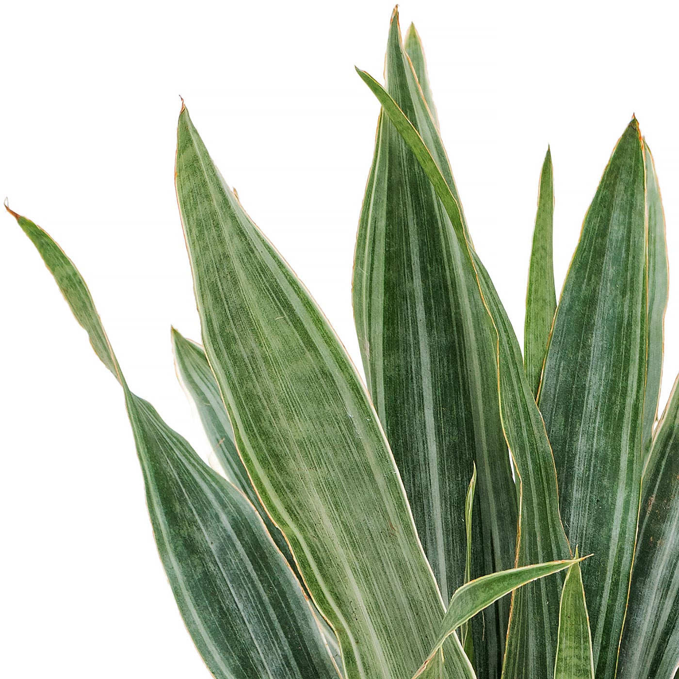Easy-Care Snake Plant Sansevieria trifasciata 'Metallica' Indoor House Plants