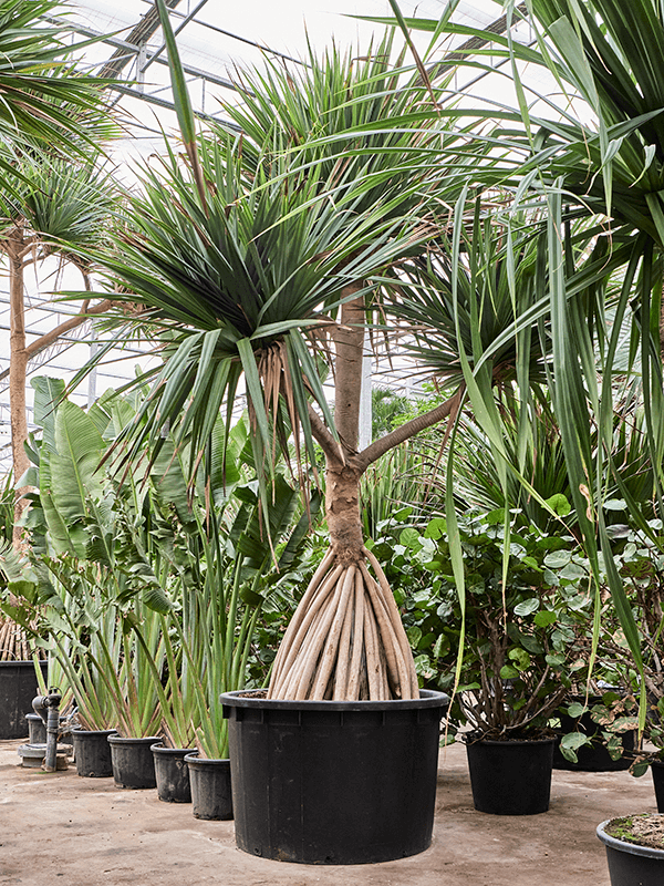 Screw Pine Pandanus utilis