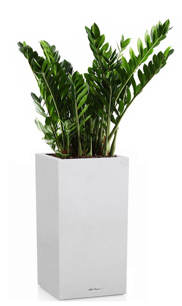 Zamioculcas in LECHUZA CANTO Stone High Self-watering Planter, Total Height 110 cm