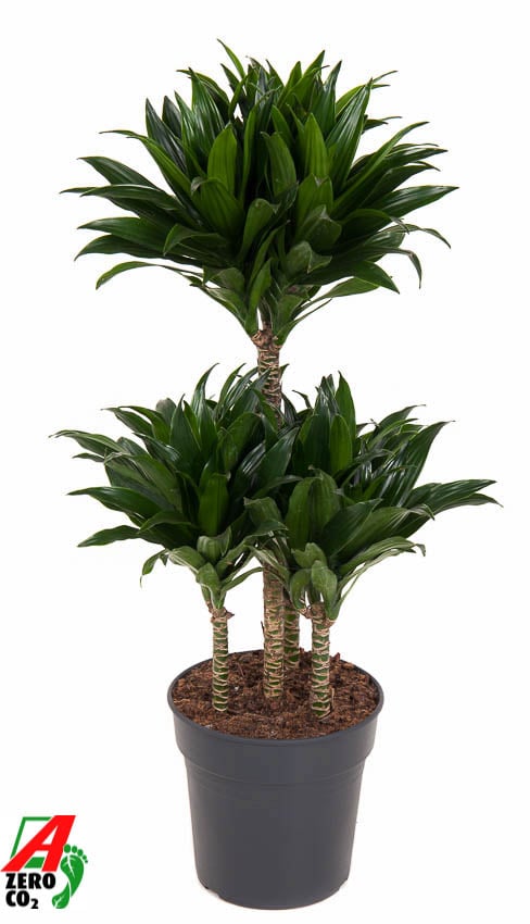Easy-Care Corn Plant Dracaena fragrans 'Compacta' Indoor House Plants