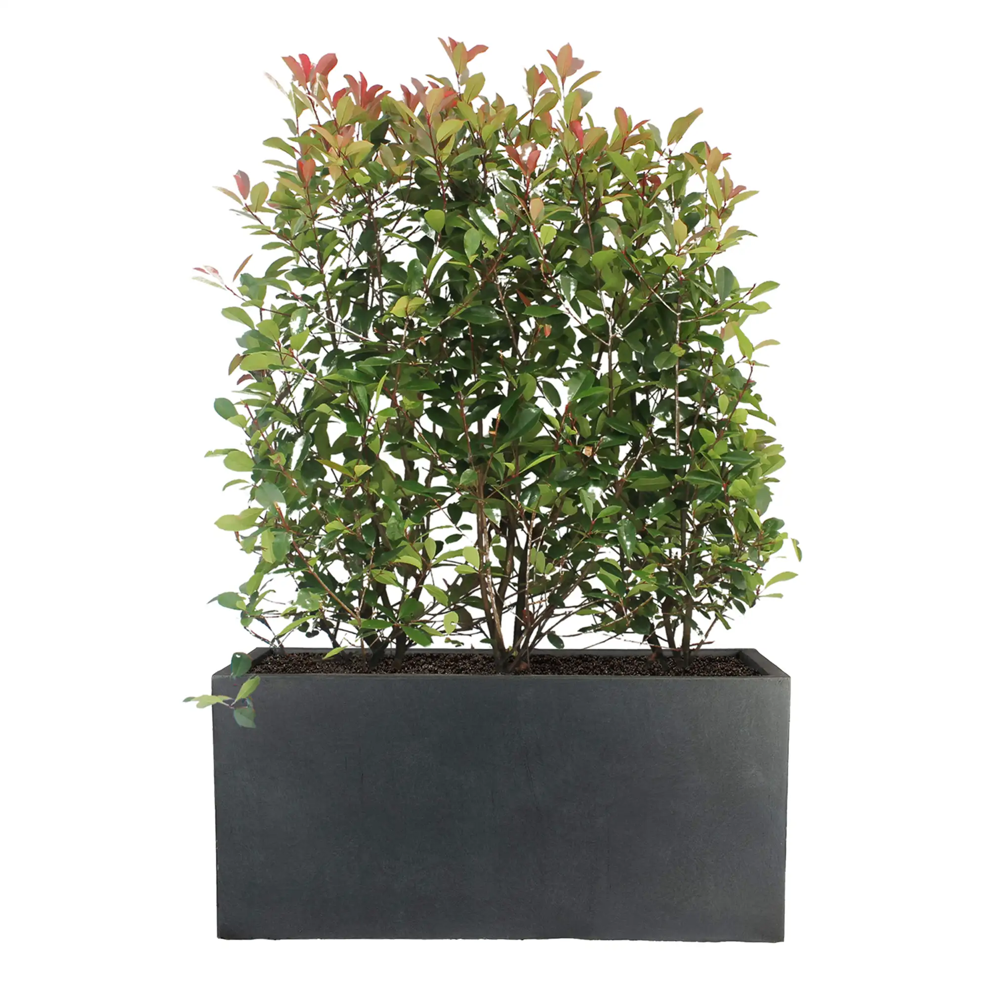IDEALIST Lite Contemporary Light Concrete Trough Planter