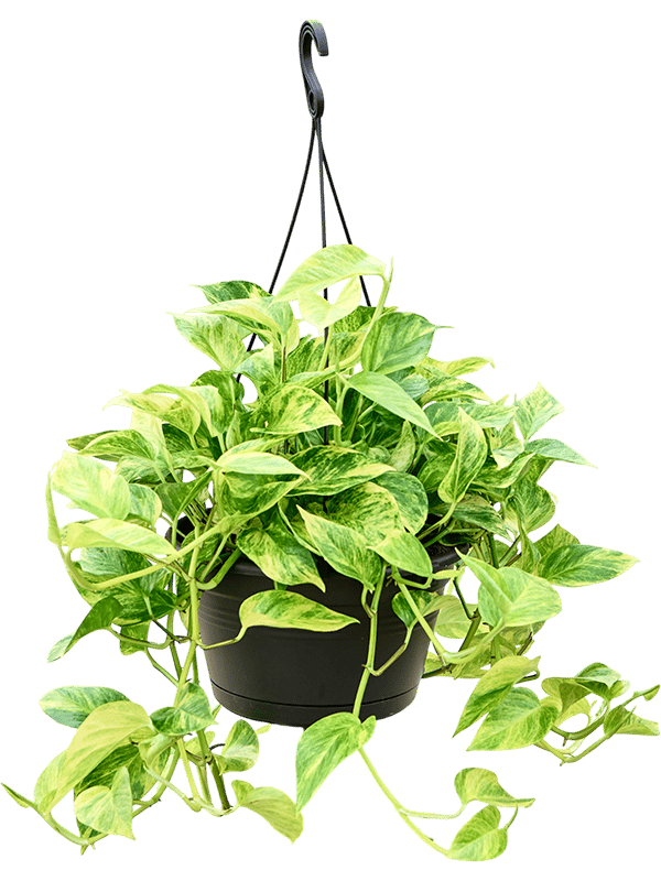 Shade-loving Pothos Scindapsus (Epipremnum) 'Aureum' Indoor House Plants
