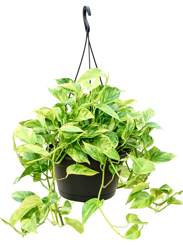 Shade-loving Pothos Scindapsus (Epipremnum) 'Aureum' Indoor House Plants