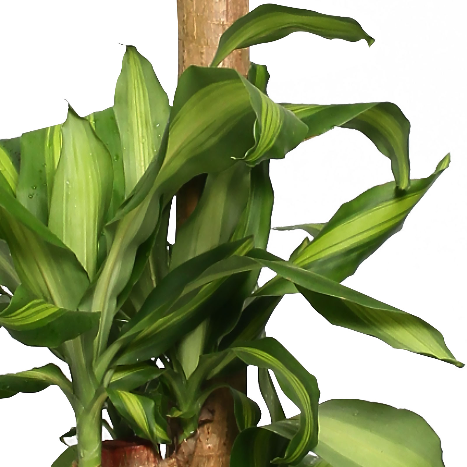 Colorful Corn Plant Dracaena fragrans 'Massangeana' Tall Indoor House Plants Trees