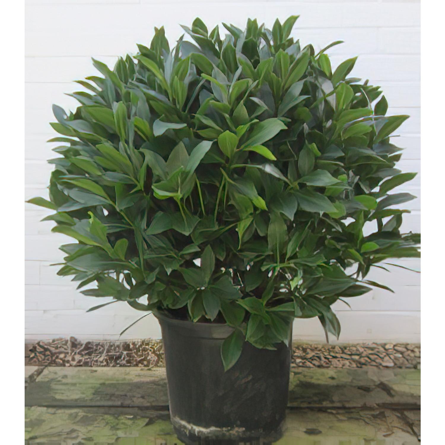 Lush Bay Tree bush (Laurus nobilis)