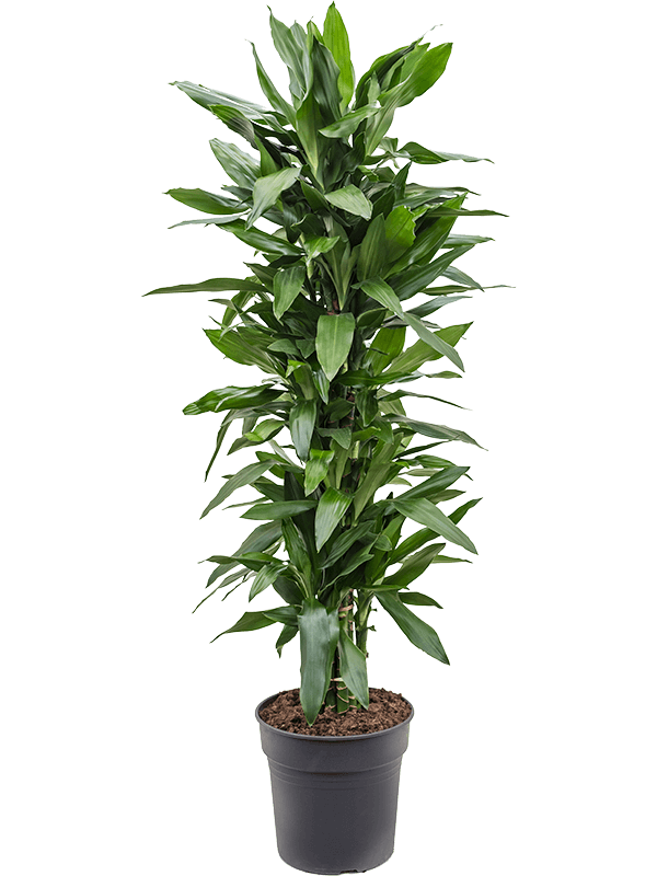 Easy-Care Corn Plant Dracaena fragrans 'Janet Lind' Tall Indoor House Plants Trees