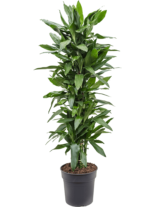 Easy-Care Corn Plant Dracaena fragrans 'Janet Lind' Tall Indoor House Plants Trees