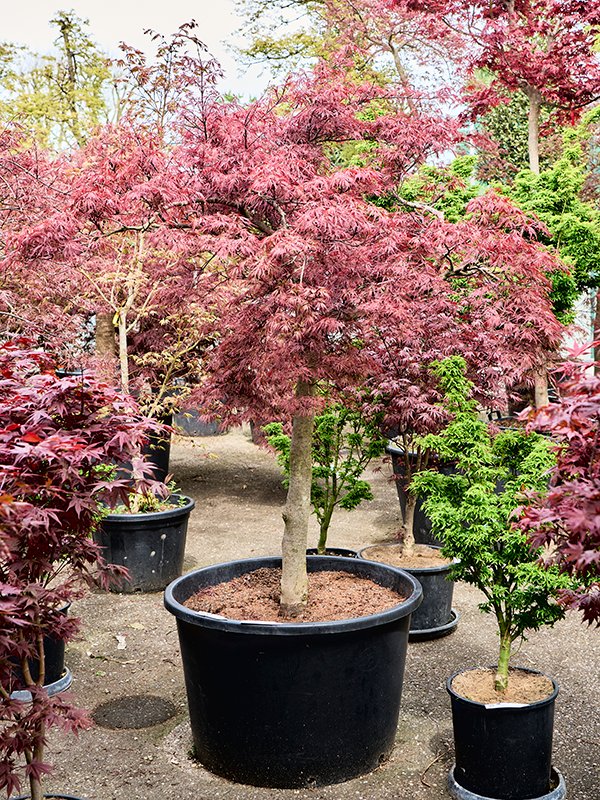 Acer pal. diss. 'Stella Rossa'