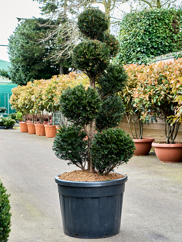Photogenic English Yew Taxus baccata