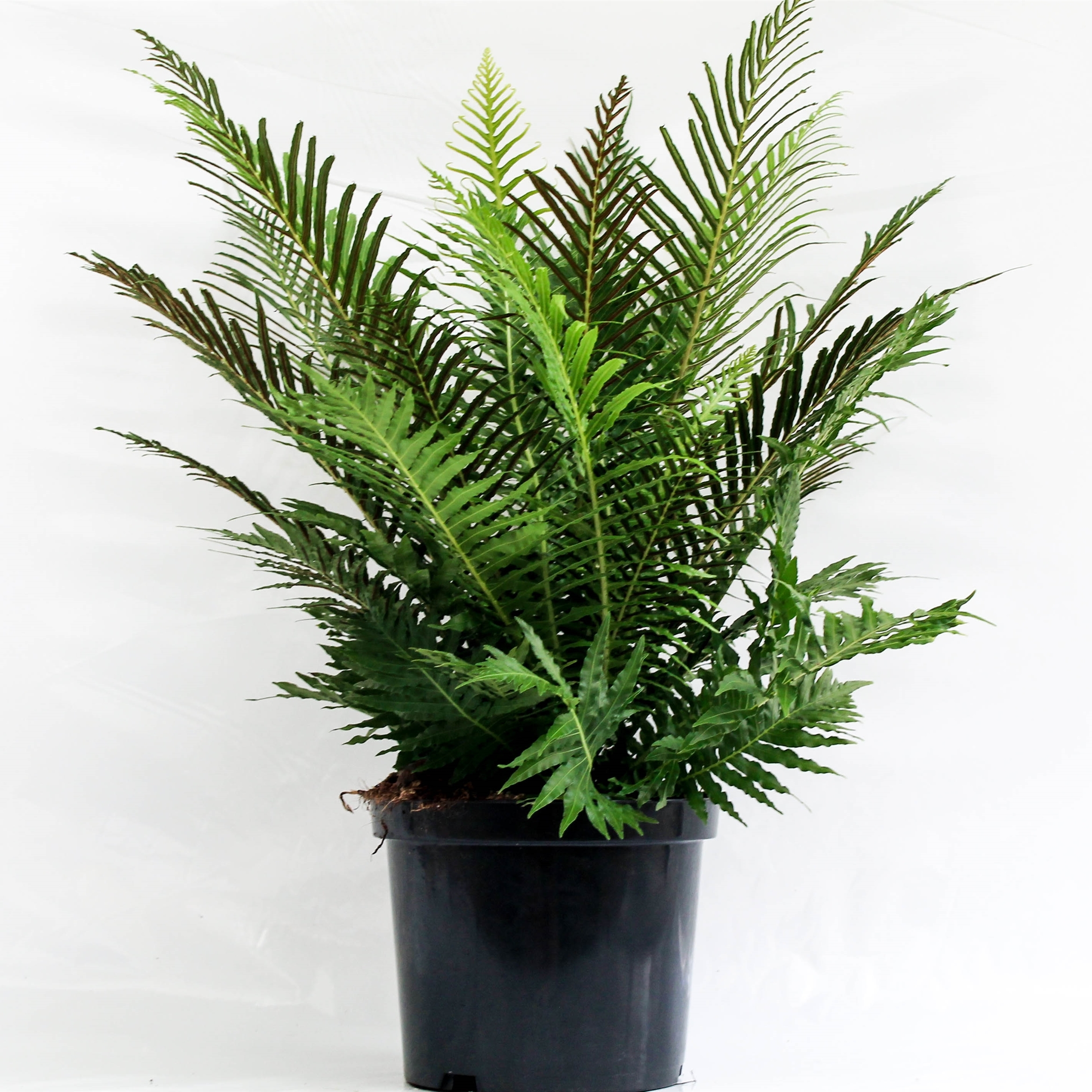 Blechnum gibbum 'Silver Lady'