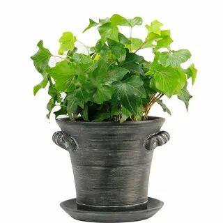 How big is a 2 litre plant pot?