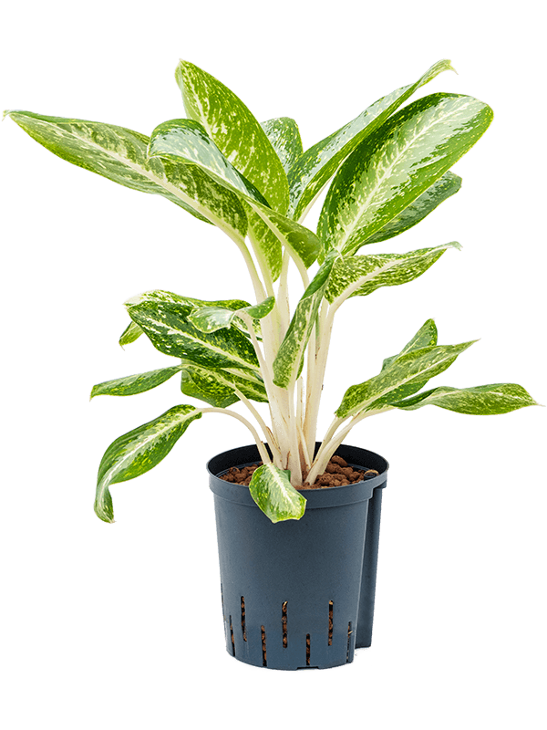 Delicate Chinese Evergreen Aglaonema 'Milky way' Indoor House Plants
