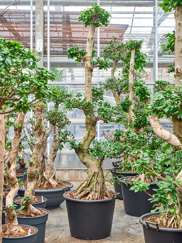 Lush Curtain Fig Ficus microcarpa 'Compacta' Tall Indoor House Plants Trees