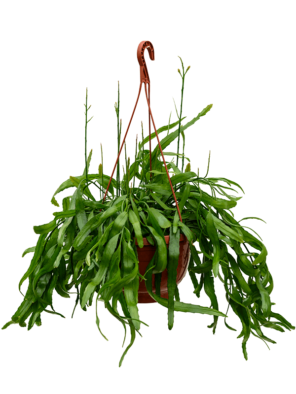 Easy-Care Mistletoe Cactus Rhipsalis ramaloris Indoor House Plants