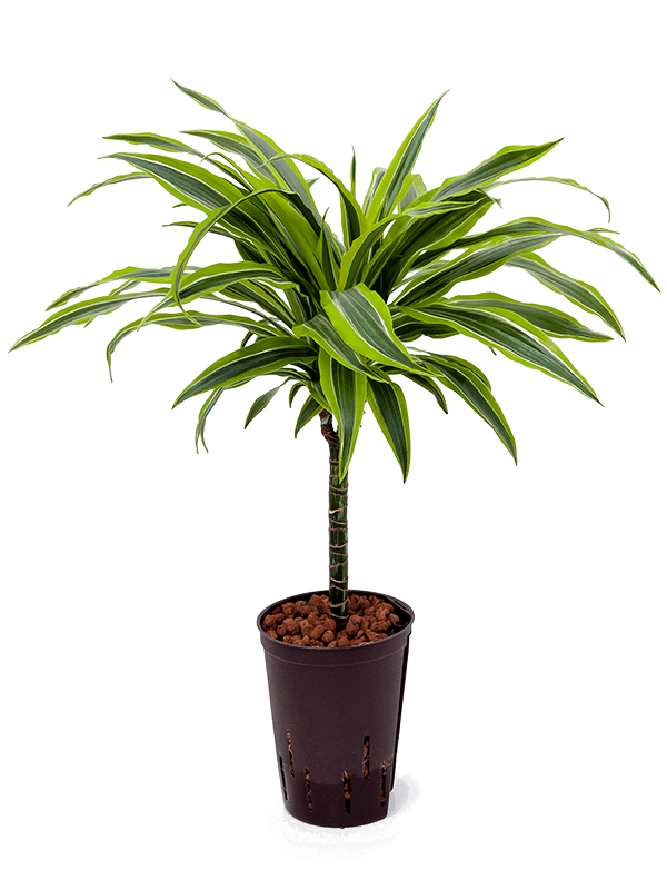 Colorful Corn Plant Dracaena fragrans 'Lemon Lime' Tall Indoor House Plants Trees