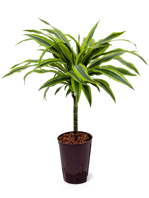Colorful Corn Plant Dracaena fragrans 'Lemon Lime' Tall Indoor House Plants Trees