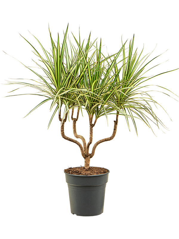 Showy Dragon Tree Dracaena marginata 'Sunray' Tall Indoor House Plants Trees