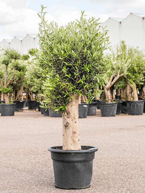Showy Olive Olea europaea