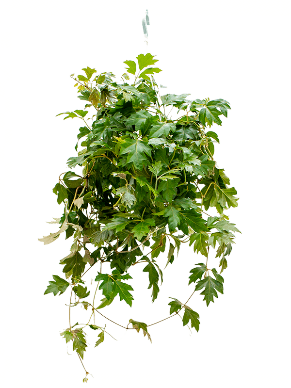 Graceful Grape Ivy Cissus rhombifolia 'Ellen Danica' Indoor House Plants